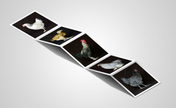 Photos - Le Rest Aviculture