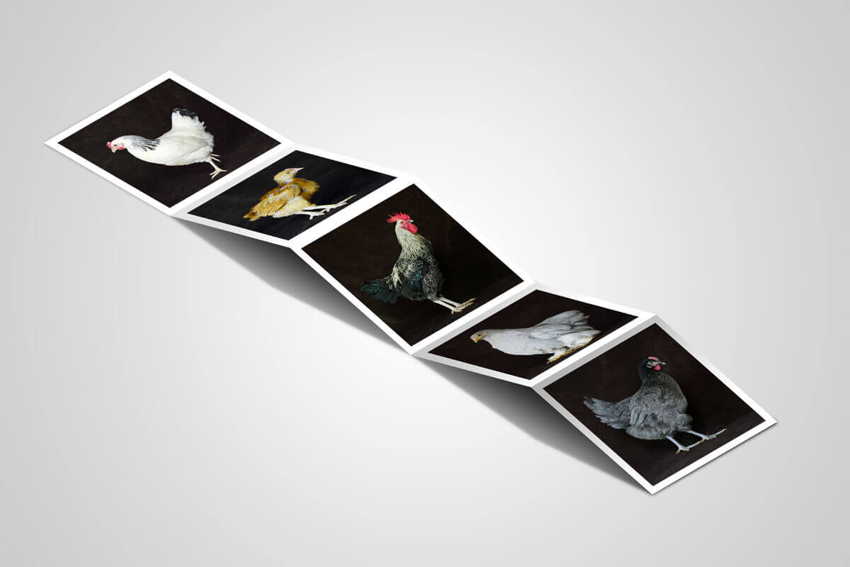 Photos - Le Rest Aviculture